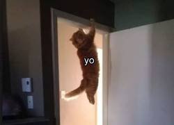 Enlace a Soy un ninja en la vida