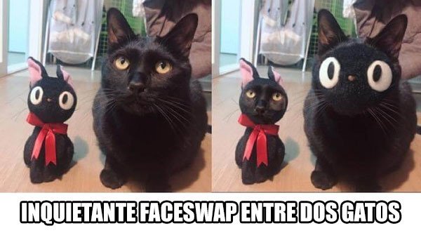 Meme_otros - Face swap entre dos gatos, inquietante