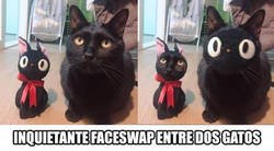 Enlace a Face swap entre dos gatos, inquietante