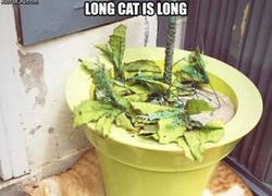 Enlace a Longcat is long