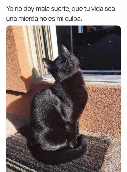 Meme_otros - Así de claro con los gatos negros