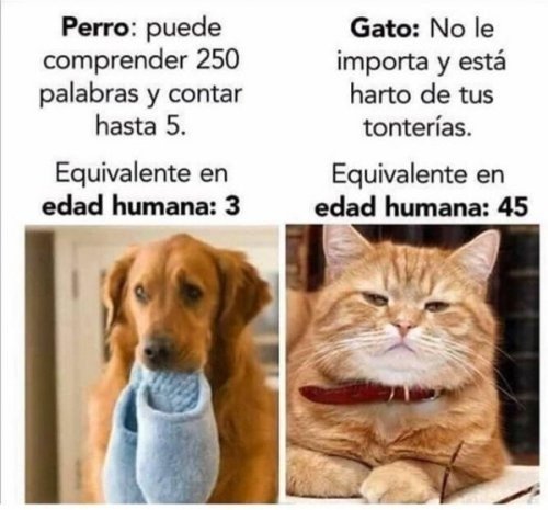 Meme_otros - Una clara diferencia entre gatos y perros