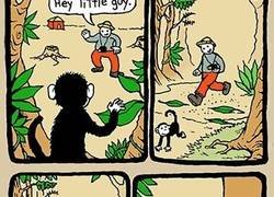 Enlace a Los monos son más listos de lo que parecen