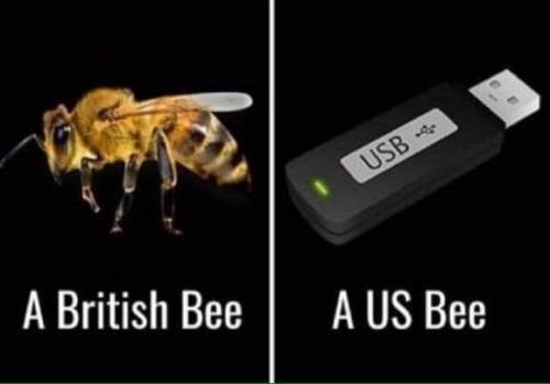 abeja,idioma,inglés,u s bee