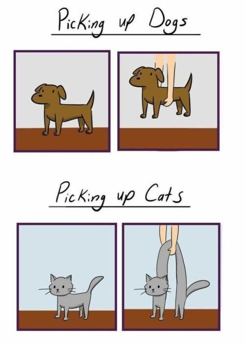 agarrar,gatos,perros