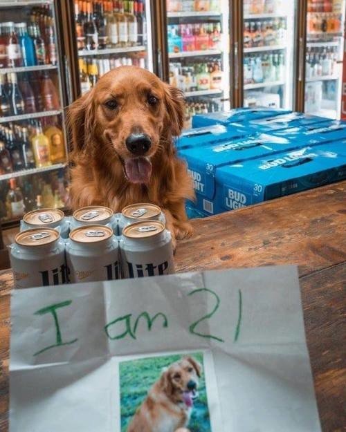 21 años,alcohol,perros,supermercado