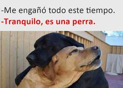 Enlace a Tranquilo amigo perro