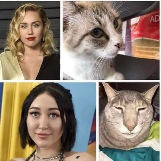 Meme_otros - Gatos y sus parecidos