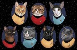Enlace a Star Trek Cats, ¡Miau! El maullido de la justicia