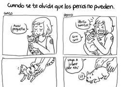 Enlace a Hay que tener cuidado con lo que no puedes hacerle a los perritos