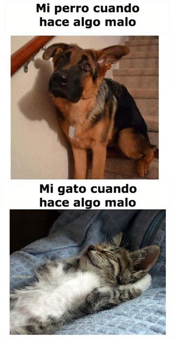 Meme_otros - La clara diferencia entre perros y gatos