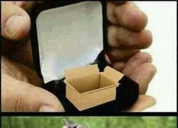 Enlace a El mejor regalo para un gato