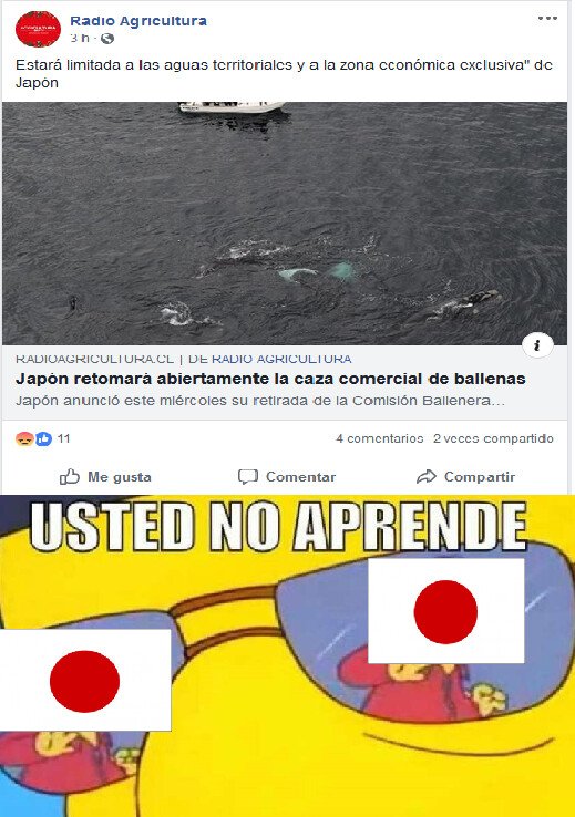 ballenas,japón,usted no aprende