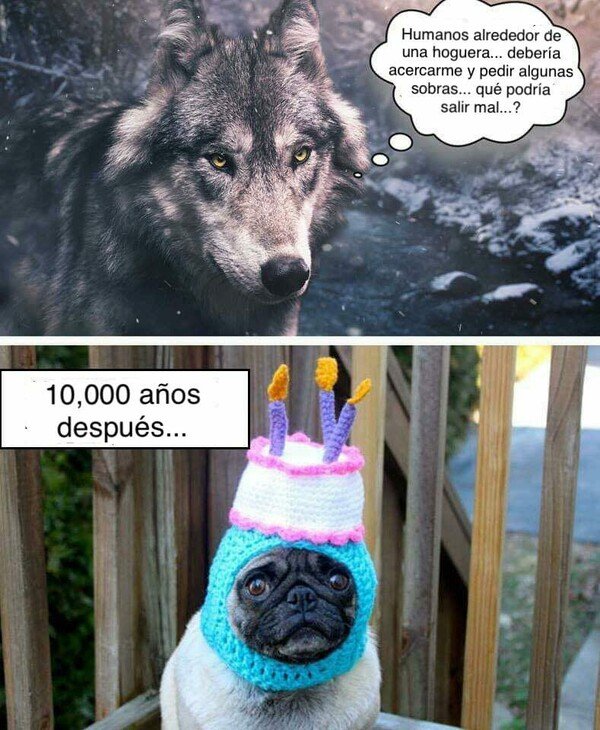 Meme_otros - Los perros han cambiado mucho desde que se juntan con los humanos