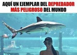 Enlace a El depredador humano