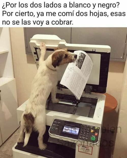 Meme_otros - El perro encargado de la impresora