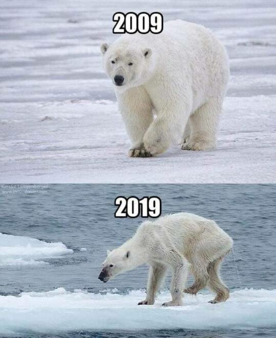 cambio,clima,osos polares