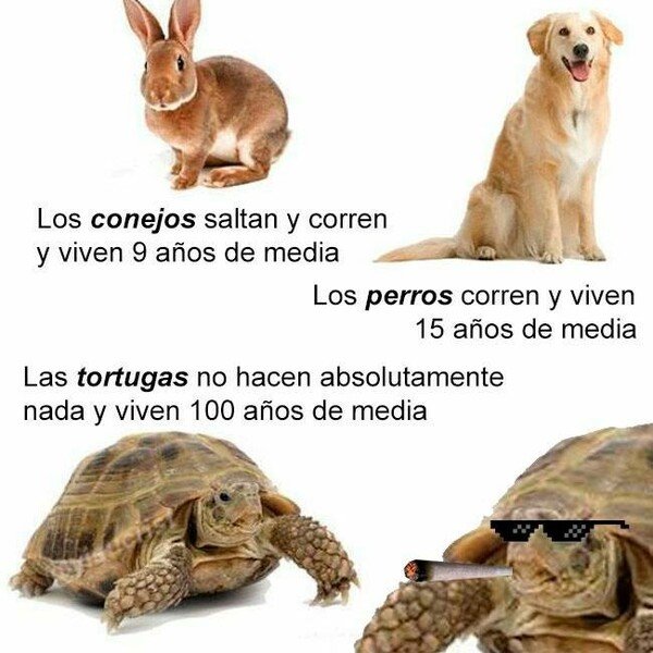 Meme_otros - Un consejo: sé una tortuga