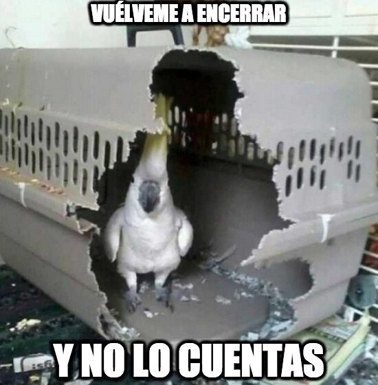 Meme_otros - Más te vale no meterte con él