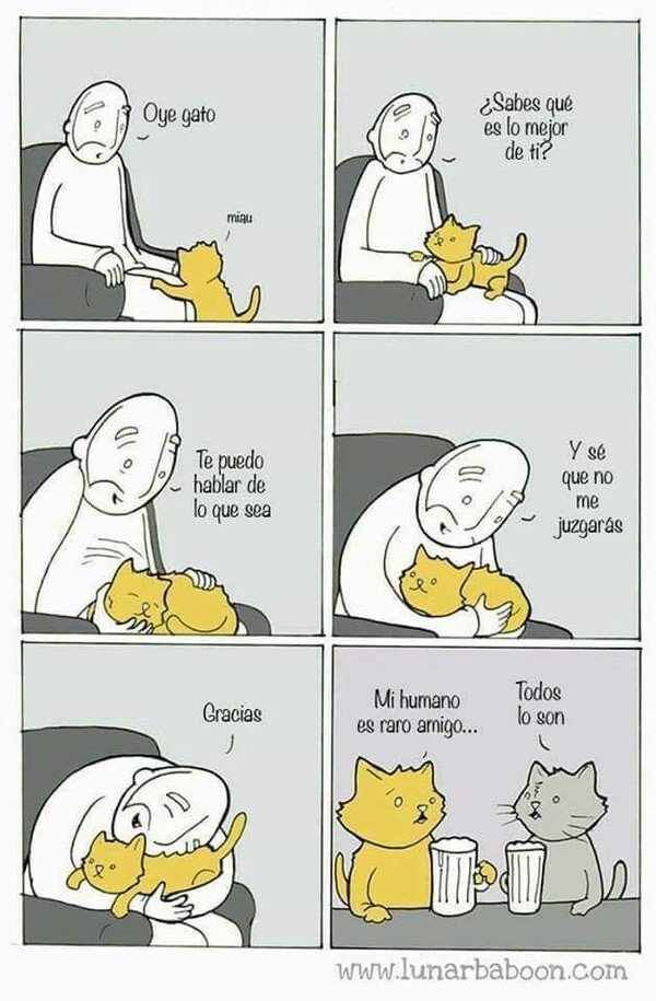 Otros - Un gato siempre te termina traicionando