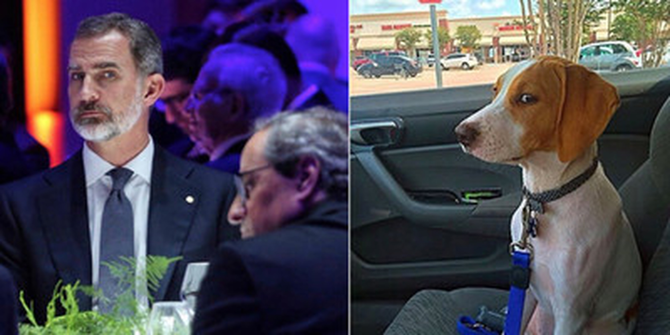 Cuánto cabrón / Esa mirada del Rey Felipe VI me suena
