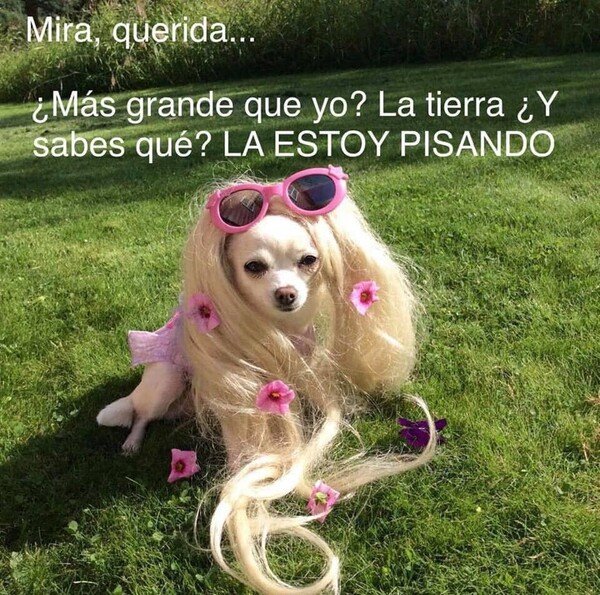 Meme_otros - Ella está por encima de todo el mundo