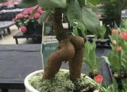 Enlace a Groot ha sentido la llamada del amor