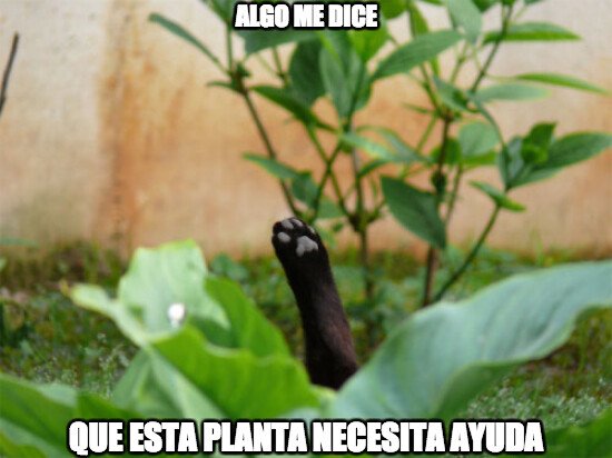 Meme_otros - La planta gato