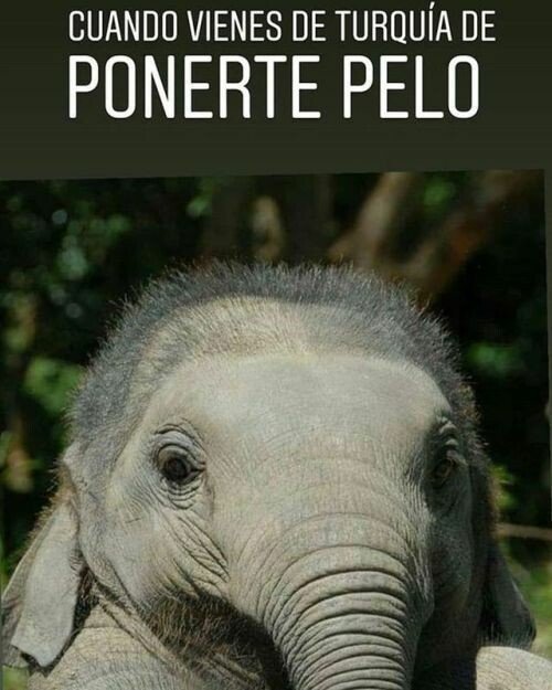 Meme_otros - Como un chico nuevo