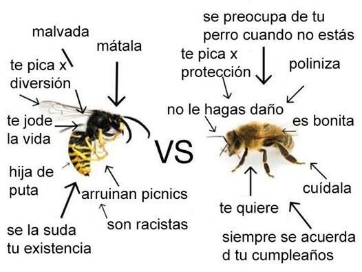 Meme_otros - La gran diferencia entre avispa y abeja