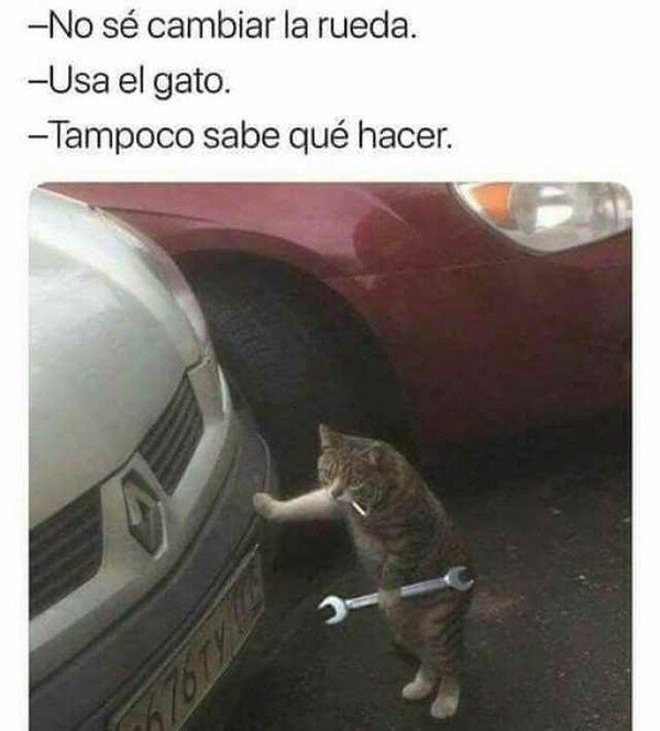 Meme_mix - Los gatos últimamente no saben que hacer
