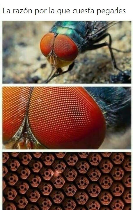 Meme_otros - El secreto de las moscas