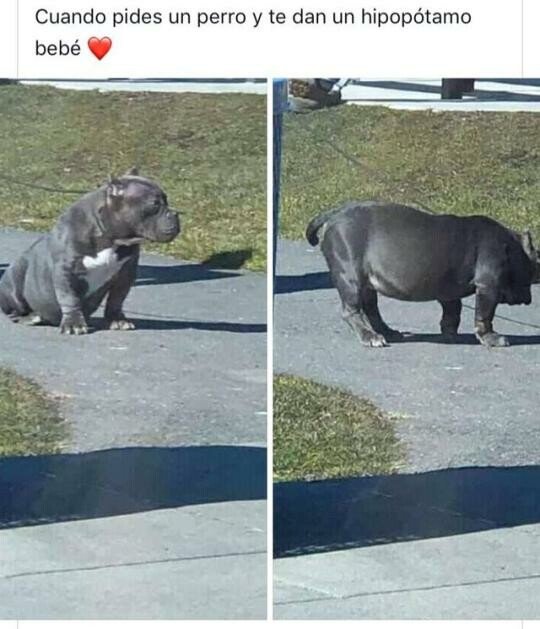 Meme_otros - Verás tu la que va a liar en el jardín