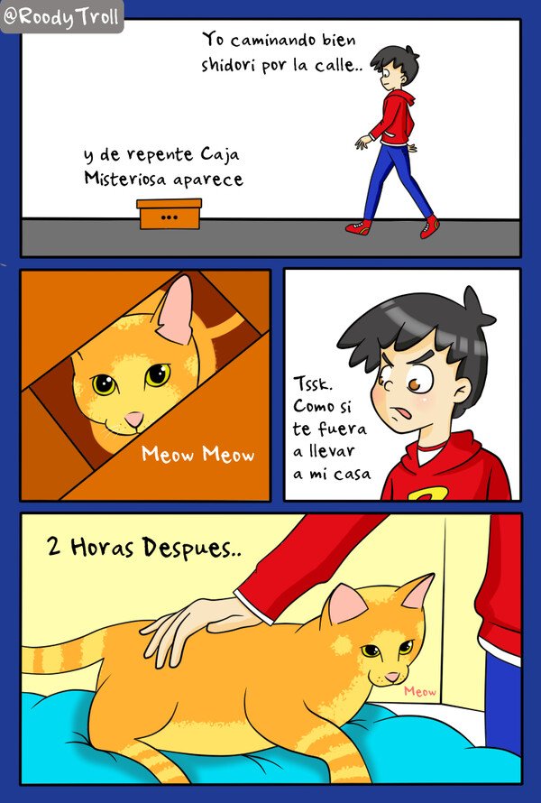 Risa,divertido,tipico,gatos,mascota