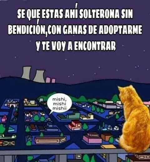 Meme_otros - La misión de los gatos