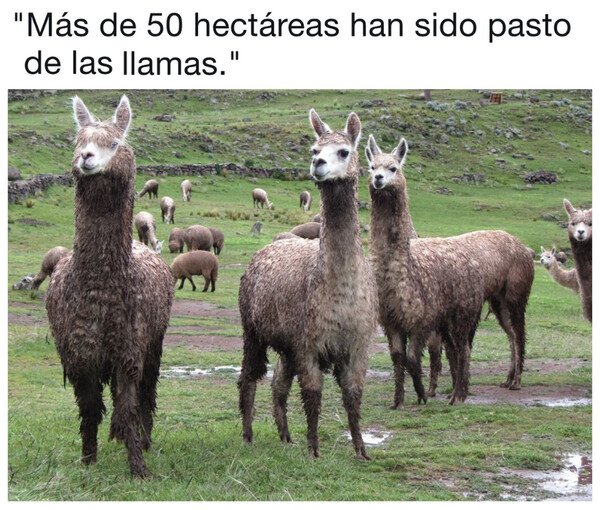 Meme_otros - Las llamas han cubierto todo