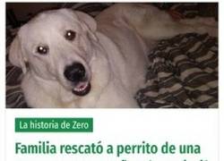 Enlace a Es perro se merece una película en Hollywood