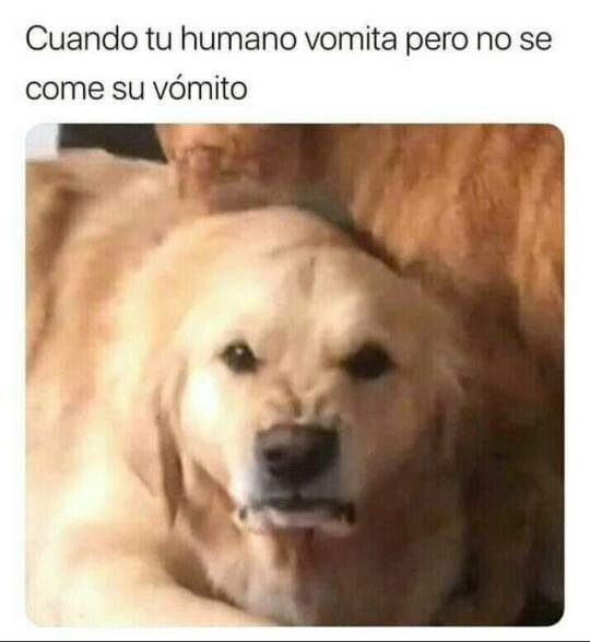 Meme_otros - Los perros no entienden a los humanos
