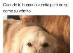 Enlace a Los perros no entienden a los humanos
