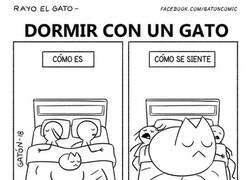 Enlace a Dormir con un gato en la cama