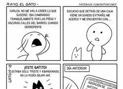Enlace a Esa manía de los amantes de los gatos