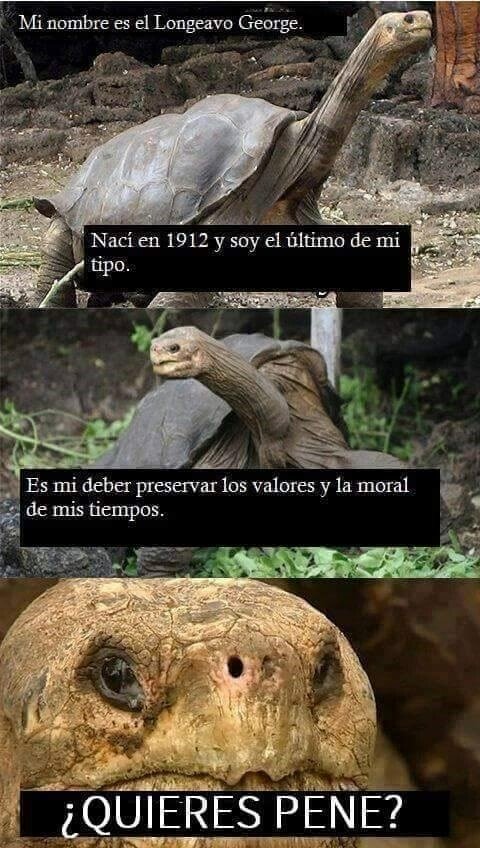 Meme_otros - Las tortugas son así