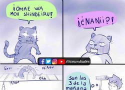 Enlace a Los gatos se desmadran de madrugada