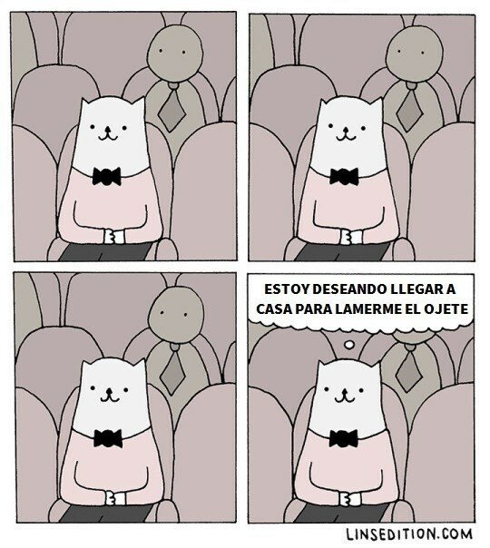 Otros - El día a día de los gatos