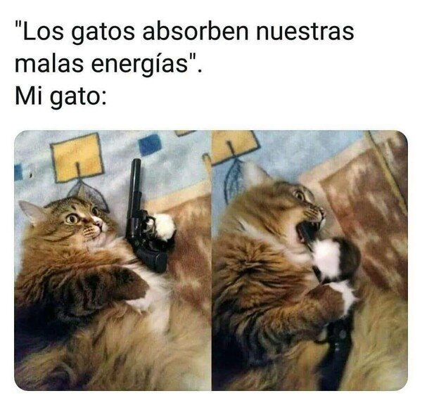 Meme_otros - Los gatos son demasiado listos