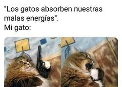 Enlace a Los gatos son demasiado listos