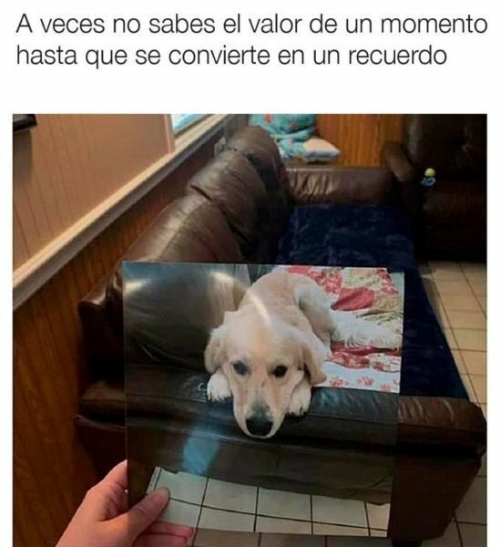 Meme_otros - Se me ha metido algo en el ojo