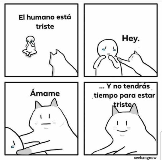 Otros - El amor que te puede dar un gato es impagable