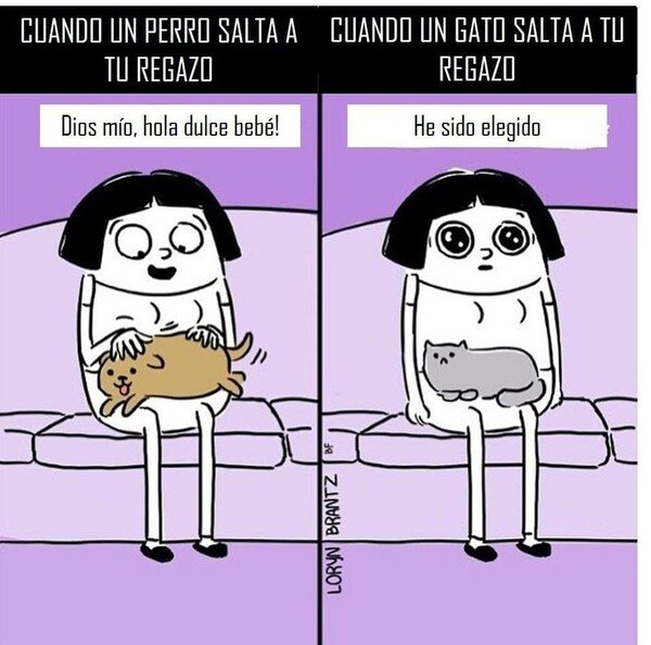 Otros - Dos situaciones parecidas con perros y gatos
