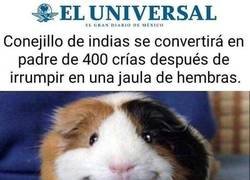 Enlace a Ese conejillo de indias es un crack